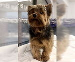 Small #2 Mutt