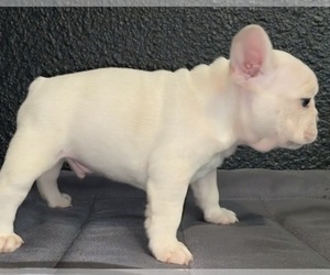French Bulldog Puppy for sale in HOUSTON, TX, USA
