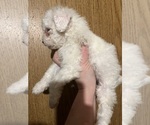 Small Maltipoo (Miniature)