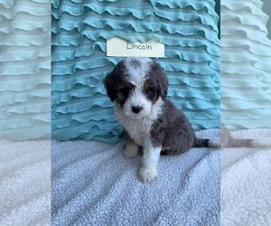 Bernedoodle Puppy for sale in GRABILL, IN, USA
