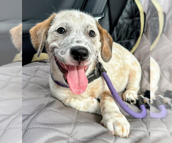 Medium Photo #3 Mutt Puppy For Sale in San Diego, CA, USA