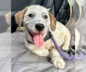Emma’s Hopper - Male Mutt Dog for Adoption - Photo #3