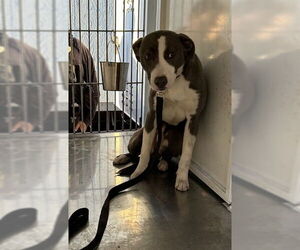 Mutt Dogs for adoption in Stockton, CA, USA