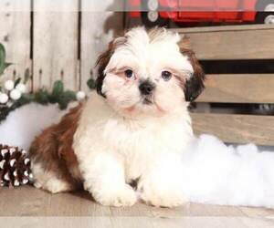 Shih Tzu Puppy for sale in MOUNT VERNON, OH, USA
