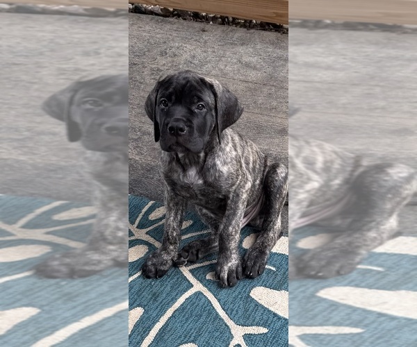 Medium Photo #7 Mastiff Puppy For Sale in OLATHE, KS, USA