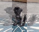 Puppy Camo Mastiff