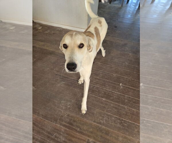 Medium Photo #2 Mutt Puppy For Sale in Chandler, AZ, USA