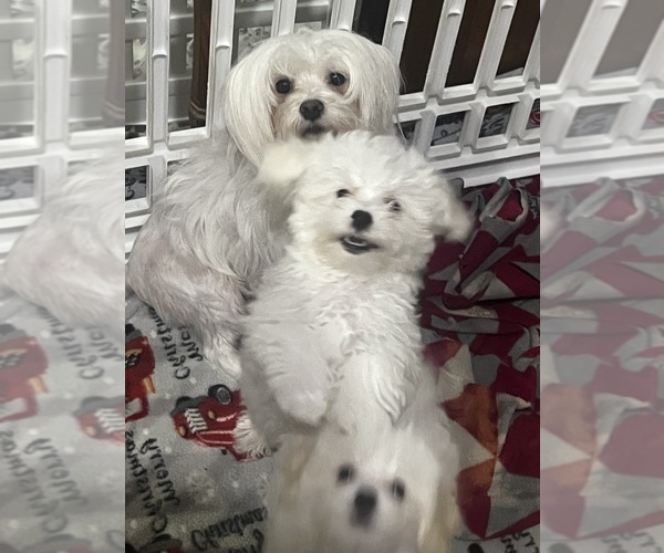 Medium Photo #1 Maltipoo (Toy) Puppy For Sale in SARASOTA, FL, USA