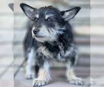 Small #3 Dachshund-Miniature Schnauzer Mix