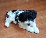 Small #1 Havanese-Pom-A-Poo Mix