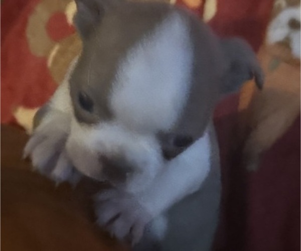 Medium Photo #32 Faux Frenchbo Bulldog Puppy For Sale in MOUNT ORAB, OH, USA