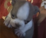 Small #4 Faux Frenchbo Bulldog