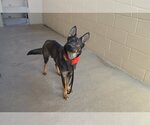 Small Photo #2 German Shepherd Dog-Unknown Mix Puppy For Sale in McKinney, TX, USA