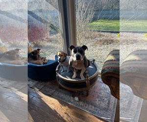 American Pit Bull Terrier Dogs for adoption in Lockport, NY, USA