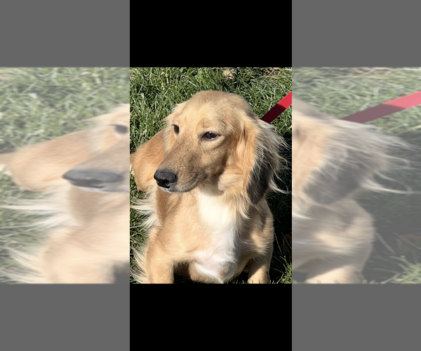 Medium Photo #1 Dachshund Puppy For Sale in NILES, MI, USA