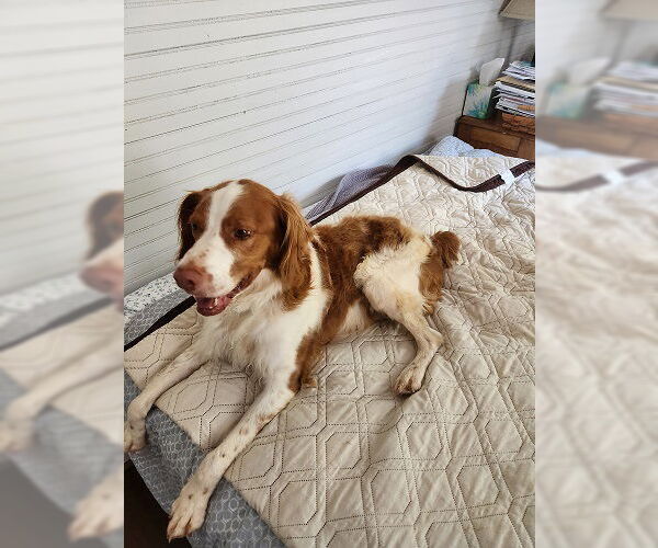 Medium Photo #2 Brittany Puppy For Sale in Curwensville, PA, USA