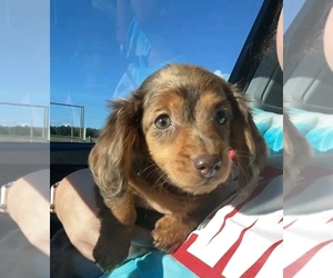 Dachshund Puppy for sale in CLEVELAND, OH, USA