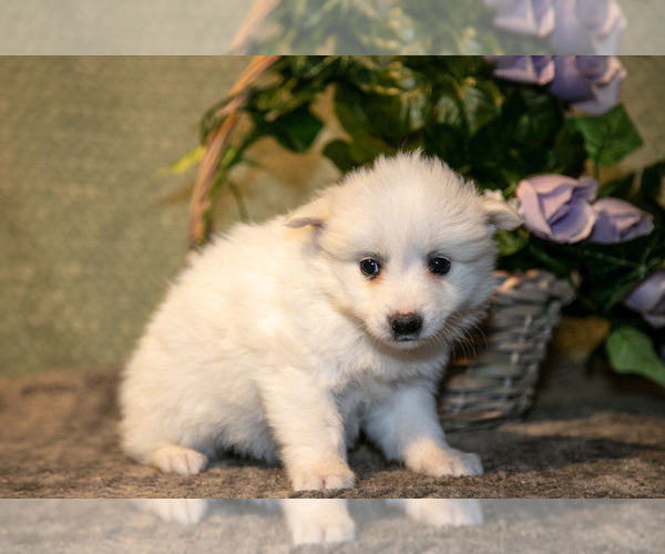 Medium Photo #13 American Eskimo Dog Puppy For Sale in BERNE, IN, USA