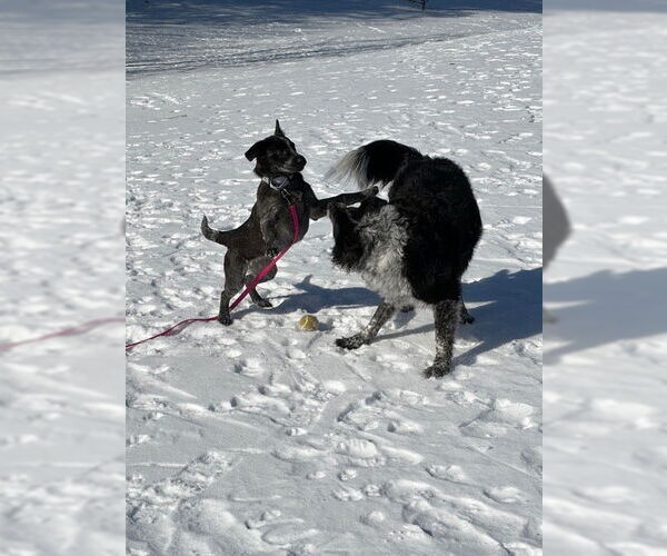 Medium Photo #2 Mutt Puppy For Sale in Garden City, NY, USA