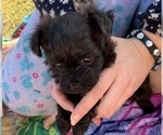 Small Photo #13 Pomeranian-Poodle (Toy) Mix Puppy For Sale in ST GEORGE, UT, USA