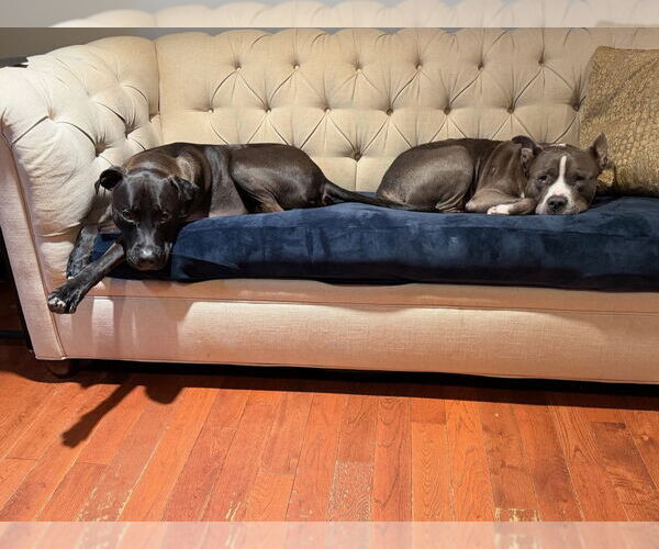 Medium Photo #6 Mutt Puppy For Sale in Alexandria, VA, USA