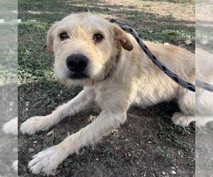 Mutt Dogs for adoption in San Antonio, TX, USA