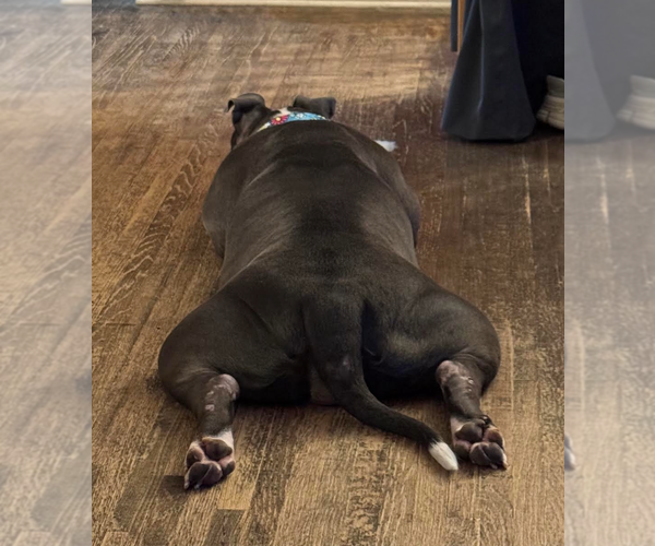 Medium Photo #3 American Bulldog-Unknown Mix Puppy For Sale in Princeton, MN, USA