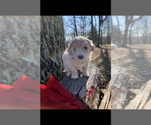 Poochon Puppy for sale in PRINCETON, KY, USA