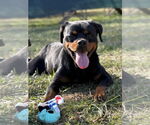 Small #3 Rottweiler