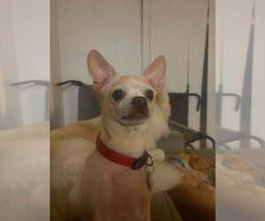 Bella - Female Chihuahua Dog for Adoption - Photo #2