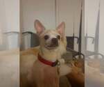 Small #1 Chihuahua