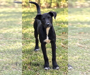 Labrador Retriever-Unknown Mix Dogs for adoption in Sterling, MA, USA