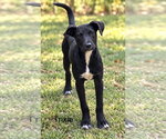 Trixie 7 months old AVA 9/30 - Female Labrador Retriever-Unknown Mix Dog for Adoption - Small photo