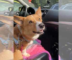 Pembroke Welsh Corgi Dogs for adoption in Chester, NJ, USA