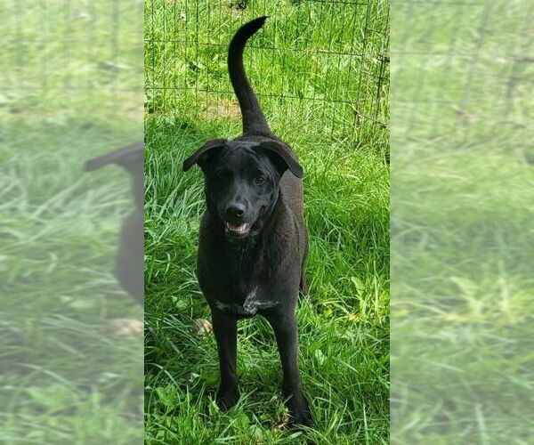 Medium Photo #1 American Pit Bull Terrier-Unknown Mix Puppy For Sale in Germantown, OH, USA