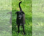 Small American Pit Bull Terrier Mix