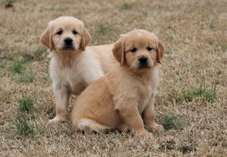 Golden Retriever Puppy for sale in CLEMENTS, MD, USA