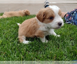 Aussiedoodle Miniature  Puppy for sale in COMMERCE CITY, CO, USA