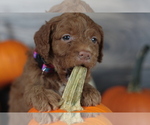 Small Photo #14 Goldendoodle (Miniature) Puppy For Sale in CRESTON, OH, USA