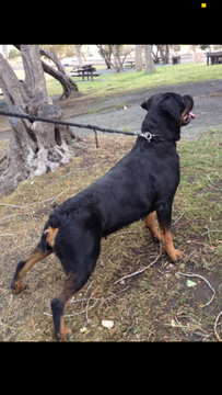 Medium Photo #8 Rottweiler Puppy For Sale in OAKLEY, CA, USA