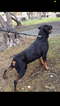 Small Photo #8 Rottweiler Puppy For Sale in OAKLEY, CA, USA