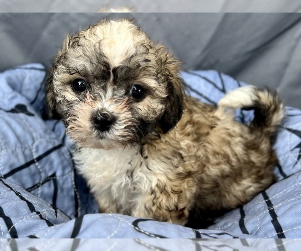 Medium Photo #13 Zuchon Puppy For Sale in RENO, NV, USA