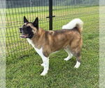 Small #2 Akita