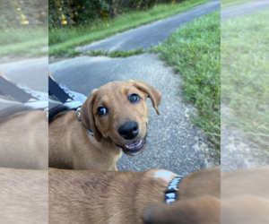 SAVANNAH'S LITTER: ONTARIO - Male Labbe Dog for Adoption - Photo #4