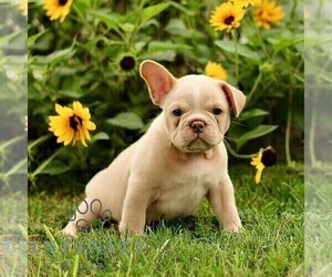 French Bulldog Puppy for sale in RONKS, PA, USA