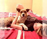 Small #2 Red Heeler Mix