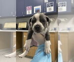 Small #6 American Pit Bull Terrier