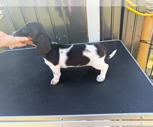 Dachshund Puppy for Sale in FAIRVIEW, Oklahoma USA
