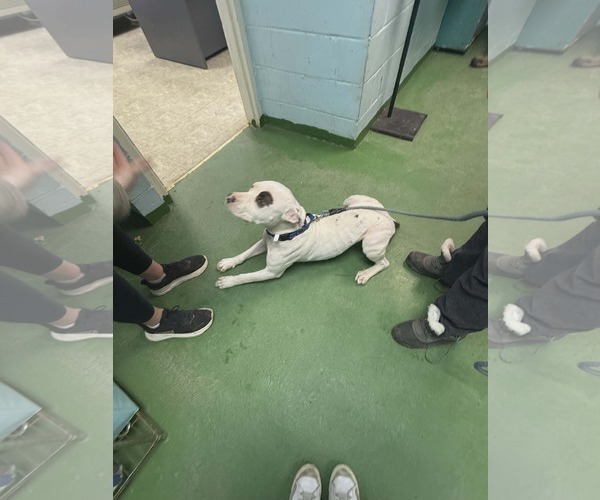 Medium Photo #2 Mutt Puppy For Sale in Rustburg, VA, USA