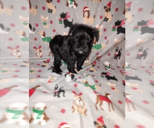 Medium Photo #27 YorkiePoo Puppy For Sale in LAPEER, MI, USA